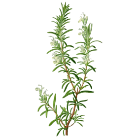 Romarin bio feuille en gélules (Rosmarinus officinalis)