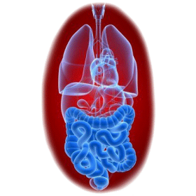 Balai Intestinal mélange en poudre Régénération