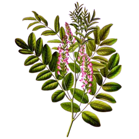 Reglisse Bio en gélules (Glycyrrhiza glabra)