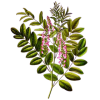 Reglisse Bio en gélules (Glycyrrhiza glabra)