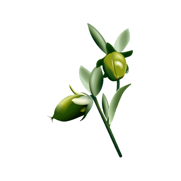 Huile végétale vierge de Jojoba Bio*