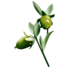 Huile végétale vierge de Jojoba Bio*