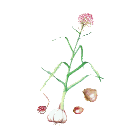 Ail BIO en gélules (Allium sativum)