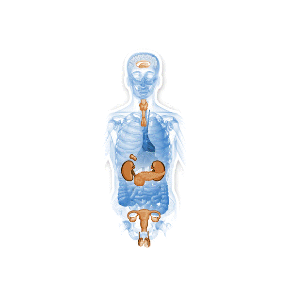 Glandes-Endocrines mélange en gélules Régénération