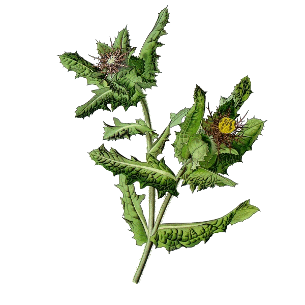 Chardon Bénit en gélules