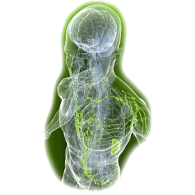Lymphe mélange en gélules Régénération