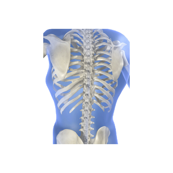 Os & Structure mélange en gélules Régénération