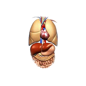 Rate & Pancréas mélange en gélules Pullulan Régénération