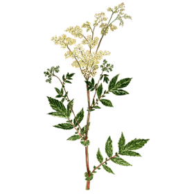 Reine des prés BIO en gélules (Filipendula ulmaria)