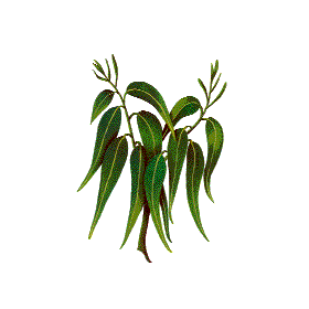 Huile essentielle Eucalyptus Mentholé BIO (Eucalyptus dives)