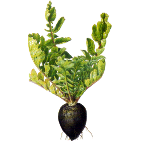 Radis noir Bio en gélules (Raphanus sativus var niger)