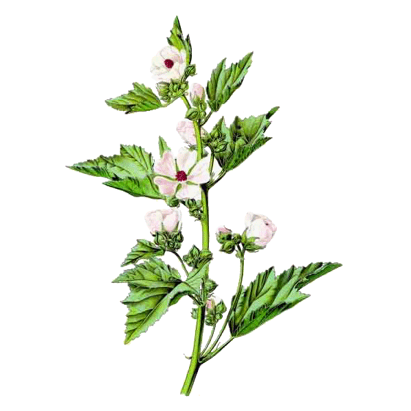 Guimauve racine BIO en gélules (Althaea officinalis) - Contre les inflammations