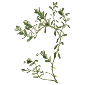 Bacopa Brahmi extrait BIO à 20% bacosides en gélules