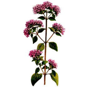 Marjolaine Bio en gélules (Origanum majorana)
