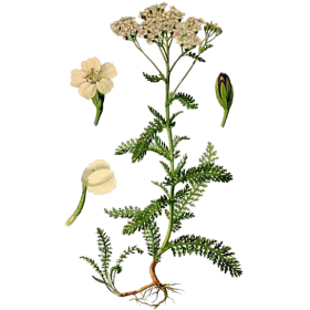 Achillée Millefeuille en gélules (Achillea millefolium)