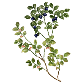 Myrtille feuilles BIO en gélules (Vaccinum myrtillus)