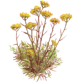 Huile essentielle Hélichryse Italienne ou Immortelle bio (Helichrysum italicum)