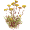 Huile essentielle Hélichryse Italienne ou Immortelle bio (Helichrysum italicum)