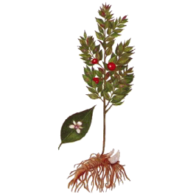 FRAGON Petit Houx en gélules (Ruscus aculeatus)