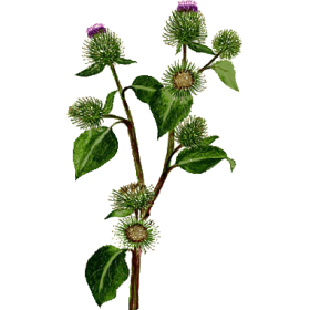 Bardane racine Bio en gélules