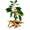 Ashwagandha racine BIO en gélules (Whitania somnifera)