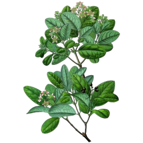 Boldo BIO en gélules (foie)