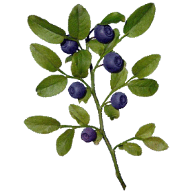 Baies de myrtille BIO en gélules (extrait - vaccinium myrtillus)