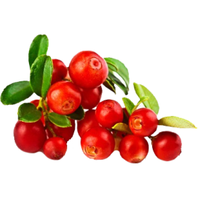 Cranberry Canneberge extrait  BIO en gélules