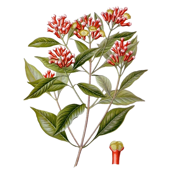 Clous de Girofle BIO en gélules (Eugenia caryophyllata)
