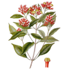Clous de Girofle BIO en gélules (Eugenia caryophyllata)