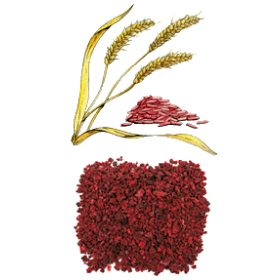 Levure de riz rouge extrait en gélules (Monascus purpureus)