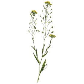 Huile végétale vierge de Cameline Bio*