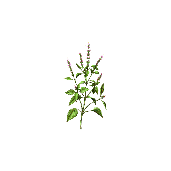 Basilic Sacré Bio en gélules (Ocimum sanctum)
