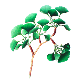 Ginkgo Biloba feuille bio en gélules (circulation cérébrale)