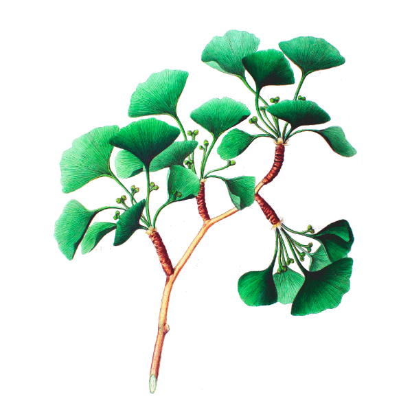 Ginkgo Biloba feuille bio en gélules (circulation cérébrale)