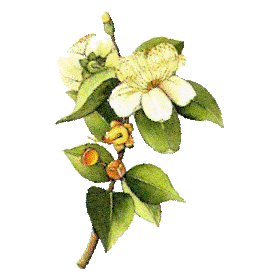 Huile essentielle Myrte Verte bio (Myrtus communis)