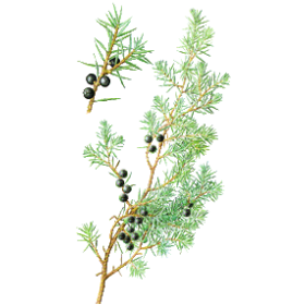 Genévrier baies en gélules (Juniperus communis)