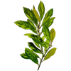 Hydrolat de Laurier Noble bio (Laurus nobilis)