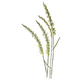 Chiendent Officinal BIO en gélules (Elymus repens)