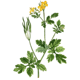 Chelidoine en gélules (Chelidonium majus)