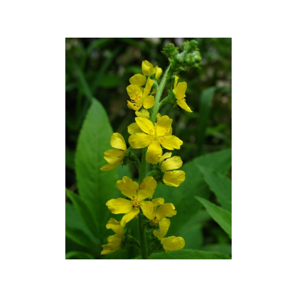 Aigremoine BIO en gélules (Agrimonia eupatoria)