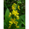 Aigremoine BIO en gélules (Agrimonia eupatoria)