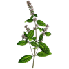 Huile essentielle Menthe Poivrée bio (Mentha piperita)