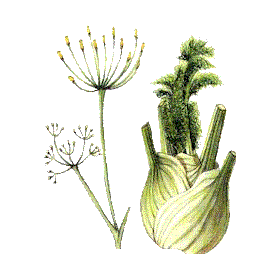 Fenouil BIO en gélules  (Foeniculum vulgare)