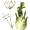 Fenouil BIO en gélules  (Foeniculum vulgare)