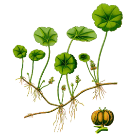 Centella Asiatica Gotu Kola BIO en gélules