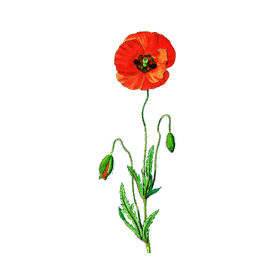 Coquelicot fleurs BIO en gélules (Papaver rhoeas)