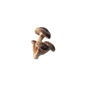 Shitaké BIO en gélules renfort du système immunitaire (Lentinus elodes)