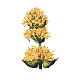 Gentiane racine BIO en gélules (Gentiana lutea)