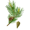 Pin Bourgeons en gélules (Pinus sylvestris)